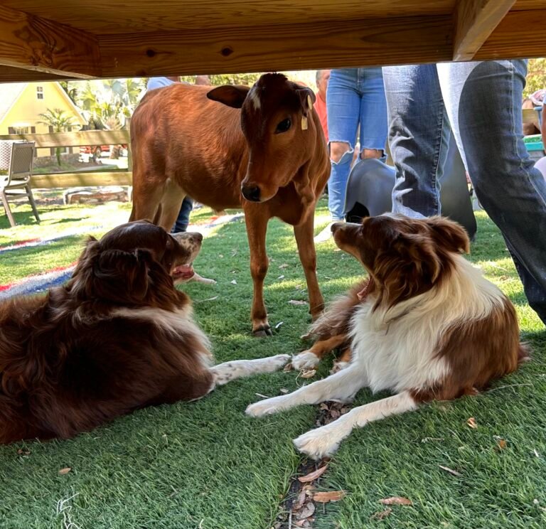 Lil’ Bit of Life Farm: A Full Year of Wonder in Mount Dora